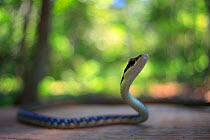 Nganson bronzeback tree snake (Dendrelaphis ngansonensis) male crossing a jungle path, Phong Nha-Ke Bang National Park in the Quang Binh Province of central Vietnam. Dry season.
