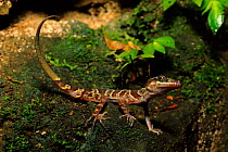 Phong Nha Ke Bang slender-toed gecko (Cyrtodactylus phongnhakebangensis) Phong Nha-Ke Bang National Park in the Quang Binh Province of central Vietnam. Dry season.