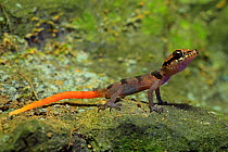 Roesler&#39;s bent-toed gecko (Cyrtodactylus roesleri) juvenile, Phong Nha-Ke Bang National Park in central Vietnam. Dry season.