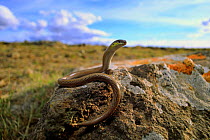 Striped legless lizard (Delma impar) female, in volcanic plain near Reedesdale in central Victoria, Australia.