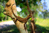 Brown pricklenape lizard (Acanthosaura lepidogaster) female in karst rainforest within the Phong Nha-Ke Bang National Park in central Vietnam. Dry season.