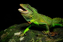 Chinese water dragon (Physignathus cocincinus) male from a small stream flowing through karst rainforest within the Phong Nha-Ke Bang National Park, central Vietnam. Dry season.