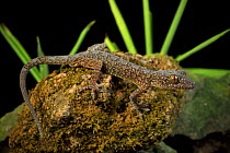 Gecko (Gekko scientiadventura) male at night. Phong Nha-Ke Bang National Park, Quang Binh Province, central Vietnam