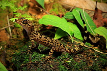 Gecko (Cyrtodactylus pseudoquadrivirgatus) from elevated rainforest habitat on the summit trail, Phong Lan, Bach Ma National Park, central Vietnam. Dry season.
