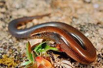 Lizard (Hakaria simonyi), Socotra, Yemen, endemic.