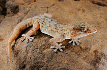 Tenerife gecko, (Tarentola delalandii), endemic, Tenerife, Canary Islands, Spain, April.