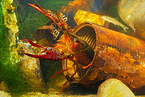 Red swamp crayfish (Procambarus clarcki), invasive species, captive, Italy, July.