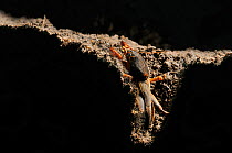 European mole cricket, (Gryllotalpa gryllotalpa), emerging from its burrow Italy, captive.