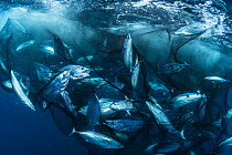 School of Skipjack tuna (Katsuwonus pelamis) are caught in a seine net off North Sulawesi, Indonesia.