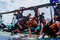 Fisherman off North Sulawesi, work to bring in their catch of skipjack tuna. North Sulawesi, Indonesia.