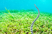 A Banded sea krait (Laticauda colubrina) searches a seagrass bed for food, off North Sulawesi, Indonesia.