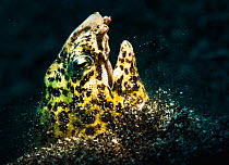 Marbled snake eel (Callechelys marmorata) burries herself in the sandy seabed off North Sulawesi, Indonesia.
