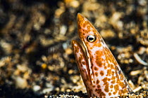 Sharpsnout snake eel (Apterichtus klazingai) peering out from the seabed, off North Sulawesi, Indonesia.