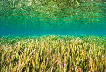 Seagrass (Enhalus acoroides) meadow off Flores, Indonesia.