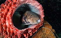 Map puffer fish (Arothron mappa) hiding inside a barrel sponge, off Flores, Indonesia.