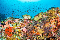 Coral reef scene filled with a great diversity of fish and coral life, Alor, Indonesia.