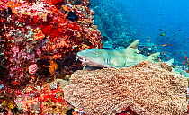 Brown banded bamboo shark (Chiloscyllium punctatum) rests on a pristine coral reef, near Alor, Indonesia.