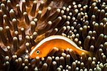 Yellow clownfish (Amphiprion sandaracinos) in sea anemone, Indonesia.