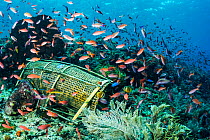 Traditional bamboo fish trap on a busy coral reef near Alor, Indonesia.