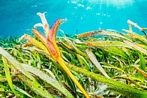 Tape seagrass (Enhalus acoroides) flower, Alor, Indonesia.