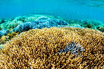 Large field of staghorn coral (Acropora cervicornis) in shallow water off Flores, Indonesia.