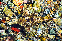 Sea moth / dragonfish (Eurypegasos draconis) camouflaged on the seabed, near Alor, Indonesia.