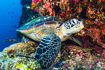 Green sea turtle (Chelonia mydas) rests in a coral wall off North Sulawesi, Indonesia.
