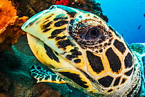 Close up of the face of a Hawksbill sea turtle (Eretmochelys imbricata) off North Sulawesi, Indonesia.