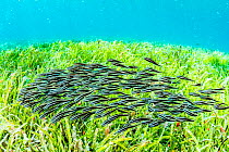 School of Striped eel catfish (Plotosus lineatus) move through seagrass, eating the algae growning on the seagrass blades. Manado, Indonesia.