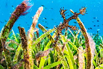 Ornate ghost pipefish (Solenostomus paradoxus) camouflaged among tall seagrass blades off North Sulawesi, Indonesia.