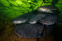 Wels catfish (Silurus glanis) group gathered in river bed. Loire river, France. November.