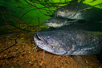 Wels catfish (Silurus glanis) group gathered in river bed. Loire river, France. November.
