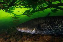 Wels catfish (Silurus glanis) in the Tarn river, France, August.