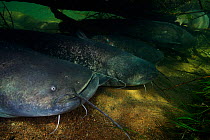 Wels catfish (Silurus glanis) Loire river, France. November.