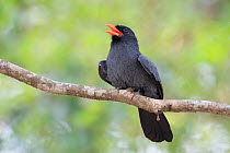 Black-fronted nunbird ( Monasa nigrifrons), Pampas del Yacuma Protected Area, Bolivia