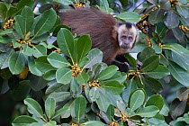Guianan Brown capuchin monkey (Sapajus apella) feeding, Madidi NP, Bolivia