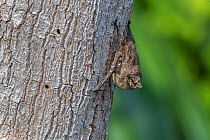 Proboscis Bat (Rhynchonycteris naso), Madidi NP, Bolovia