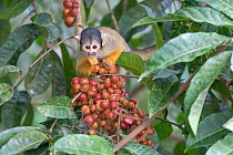 Black-capped squirrel monkey (Saimiri boliviensis peruviensis) feeding,, Madidi NP, Bolivia