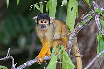 Black-capped squirrel monkey (Saimiri boliviensis peruviensis), Madidi NP, Bolivia