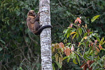 Guianan brown capuchin (Sapajus apella), exploring a hole in a palm tree for insects, Madidi NP, Bolivia
