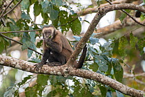 Guianan brown capuchin (Sapajus apella) feeding,, Madidi NP, Bolivia
