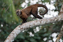 Guianan brown capuchin (Sapajus apella), Madidi NP, Bolivia
