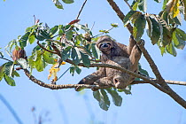 Brown-throated sloth ( Bradypus variegatus), between Rurrenabaque and Sancta Rosa, Bolivia
