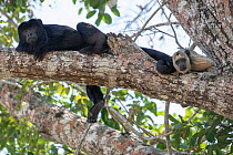 Paraguyan howler monkey (Alouatta caraya) male and female, Pampas del Yacuma Protected Area, Bolivia