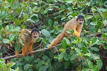 Black-capped squirrel monkey (Saimiri boliviensis peruviensis), Pampas del Yacuma Protected Area, Bolivia