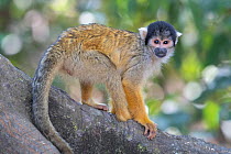 Black-capped squirrel monkey (Saimiri boliviensis peruviensis), standing on branch, Municipal protected area of Pampas del Yacuma, Bolivia