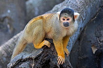 Black-capped squirrel monkey (Saimiri boliviensis peruviensis), Pampas del Yacuma Protected Area, Bolivia