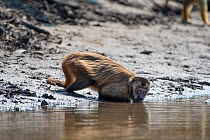 Guianan brown capuchin (Sapajus apella), drinking, Pampas del Yacuma Protected Area, Bolivia