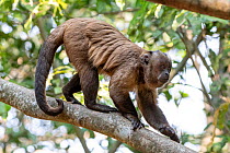 Guianan brown capuchin (Sapajus apella), Pampas del Yacuma Protected Area, Bolivia