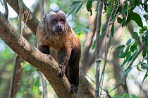 Guianan brown capuchin, (Sapajus apella), walking up branch, Municipal protected area of Pampas del Yacuma, Bolivia